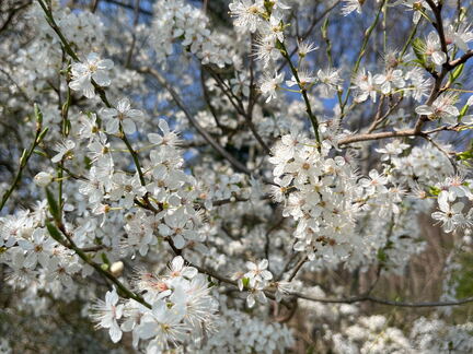 AA4CB430-A219-499B-9761-D89E8FAEE200-22244-000004E61DCB245D